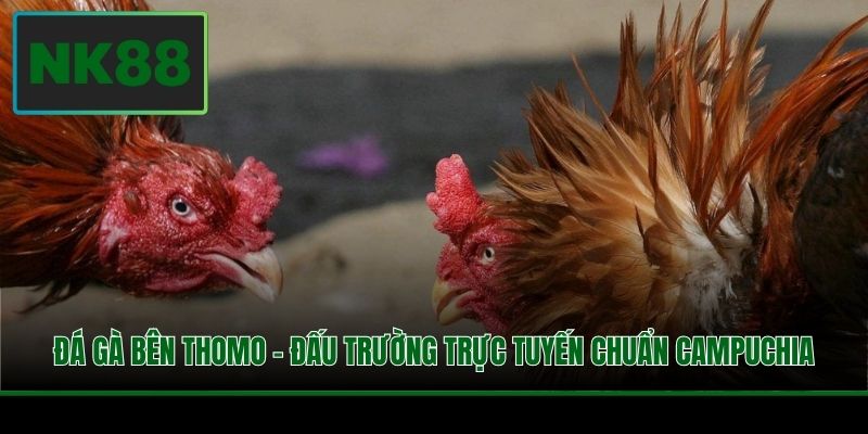 Đá Gà Bên Thomo - Đấu Trường Trực Tuyến Chuẩn Campuchia 1 Đá Gà Bên Thomo - Đấu Trường Trực Tuyến Chuẩn Campuchia