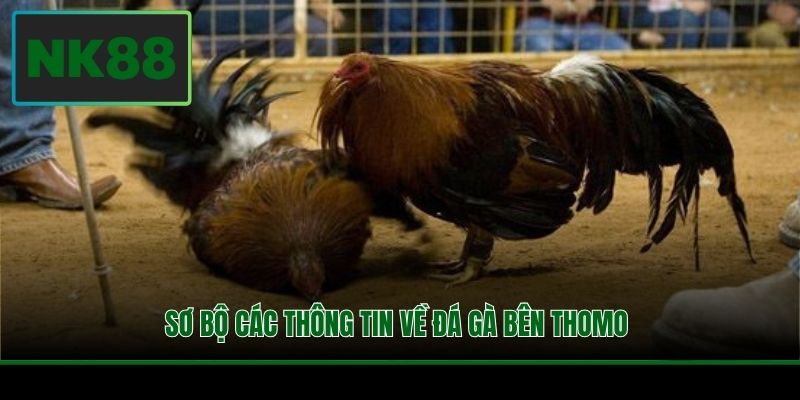 Sơ bộ các thông tin về đá gà bên Thomo 
